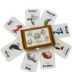 Picture of Animals Flash Cards (Pack of 24)